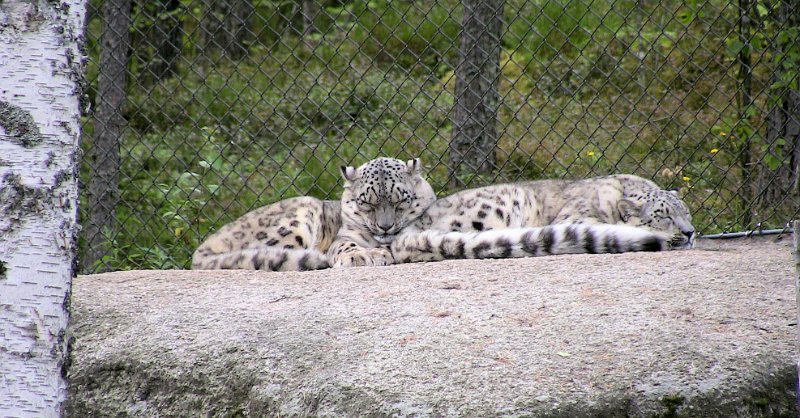 Bennas2010-0322.jpg - The Snow Leopard